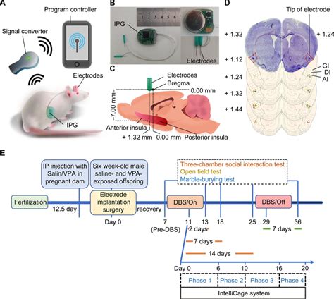 testing rf impact on rat brains|radiofrequency stimulation neurons.